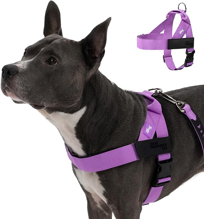 DF Co. Dog Harness | Chafe Resistant Webbing, Adjustable Neck & Chest, and Heavy Duty D-Ring | Sturdy, Comfortable, Easy to Use | Purple, Size XL