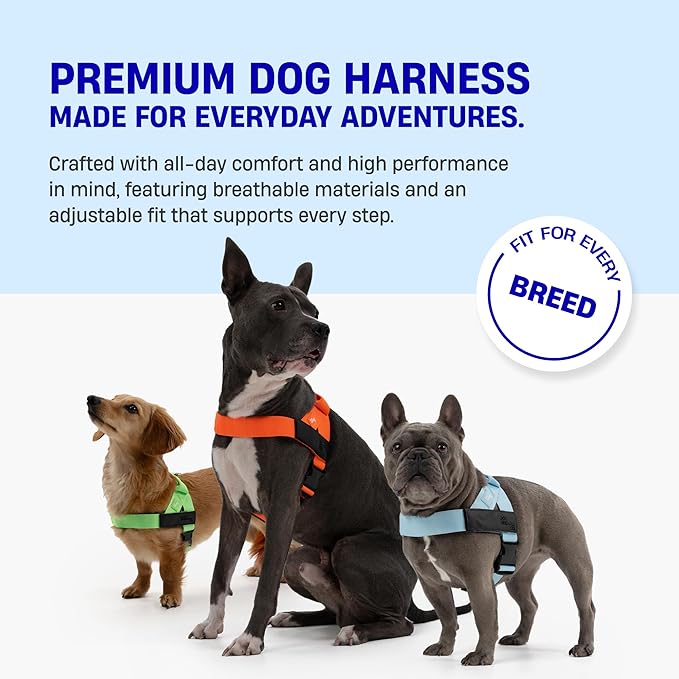 DF Co. Dog Harness | Chafe Resistant Webbing, Adjustable Neck & Chest, and Heavy Duty D-Ring | Sturdy, Comfortable, Easy to Use | Classic Blue, Size L